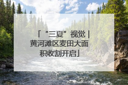 “三夏”视觉｜黄河滩区麦田大面积收割开启