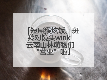 短尾猴炫饭、斑羚对镜头wink 云南山林萌物们“营业”啦