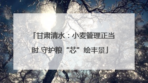 甘肃清水：小麦管理正当时 守护粮“芯”绘丰景