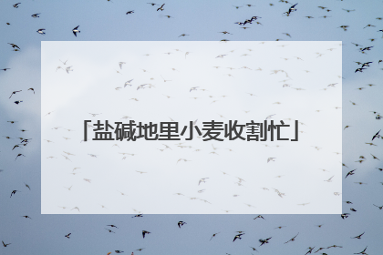 盐碱地里小麦收割忙