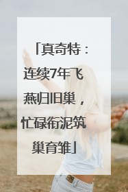 真奇特：连续7年飞燕归旧巢，忙碌衔泥筑巢育雏