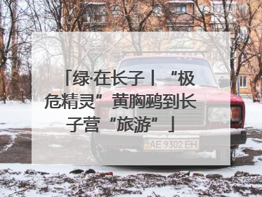 绿·在长子丨“极危精灵”黄胸鹀到长子营“旅游”