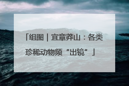 组图｜宜章莽山：各类珍稀动物频“出镜”