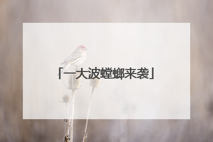 一大波螳螂来袭