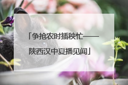 争抢农时插秧忙——陕西汉中夏播见闻