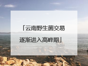 云南野生菌交易逐渐进入高峰期