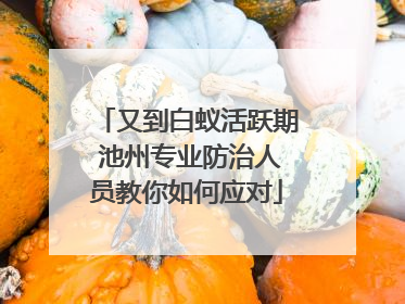 又到白蚁活跃期 池州专业防治人员教你如何应对