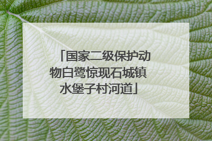 国家二级保护动物白鹭惊现石城镇水堡子村河道