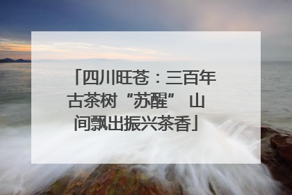 四川旺苍：三百年古茶树“苏醒” 山间飘出振兴茶香