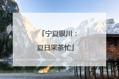宁夏银川：夏日采茶忙