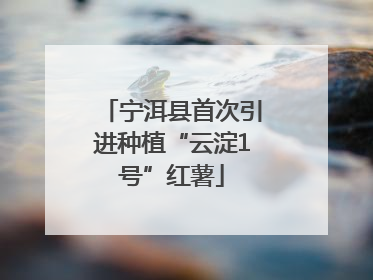 宁洱县首次引进种植“云淀1号”红薯