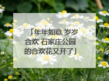 年年如意 岁岁合欢 石家庄公园的合欢花又开了