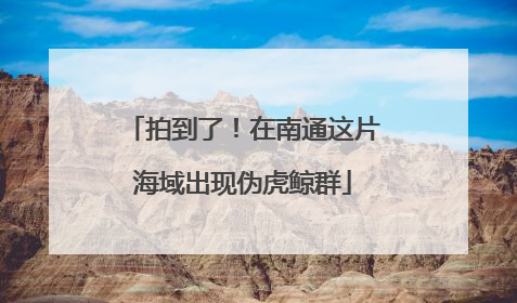 拍到了！在南通这片海域出现伪虎鲸群