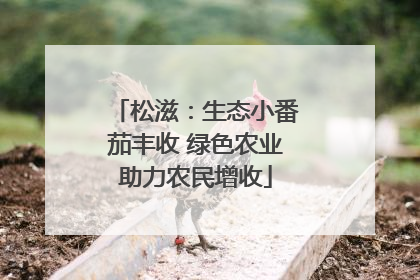 松滋：生态小番茄丰收 绿色农业助力农民增收