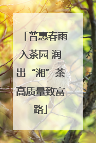 普惠春雨入茶园 润出“湘”茶高质量致富路