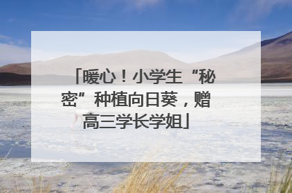 暖心！小学生“秘密”种植向日葵，赠高三学长学姐
