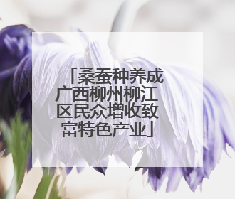 桑蚕种养成广西柳州柳江区民众增收致富特色产业