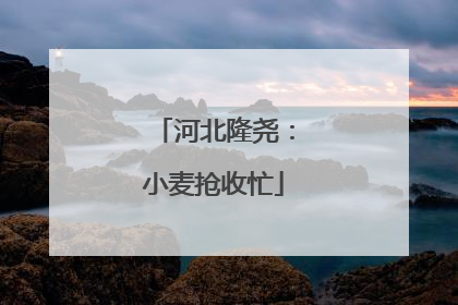 河北隆尧：小麦抢收忙