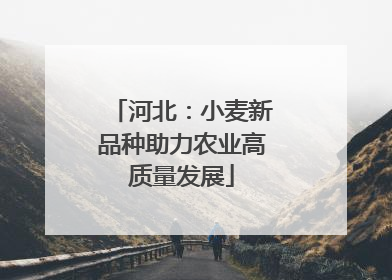 河北：小麦新品种助力农业高质量发展