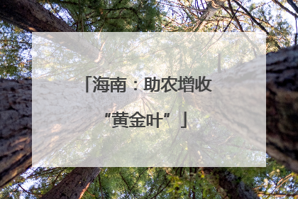 海南：助农增收 “黄金叶”