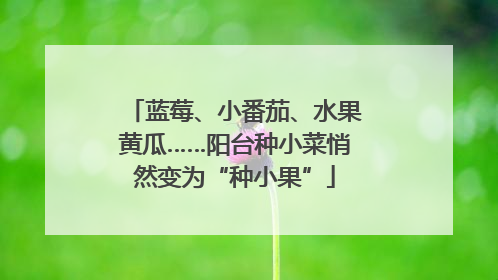 蓝莓、小番茄、水果黄瓜……阳台种小菜悄然变为“种小果”