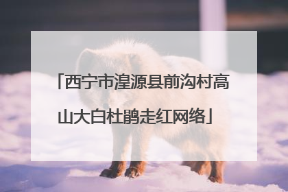 西宁市湟源县前沟村高山大白杜鹃走红网络