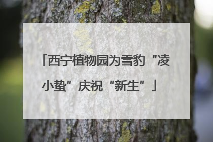 西宁植物园为雪豹“凌小蛰”庆祝“新生”
