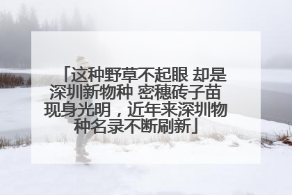 这种野草不起眼 却是深圳新物种 密穗砖子苗现身光明，近年来深圳物种名录不断刷新