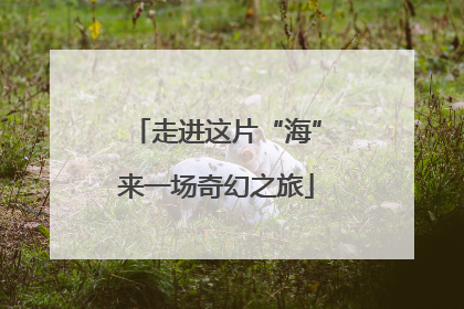 走进这片“海”来一场奇幻之旅