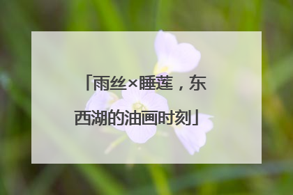 雨丝×睡莲，东西湖的油画时刻