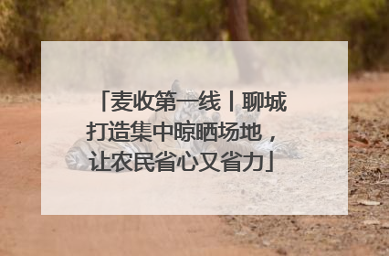 麦收第一线丨聊城打造集中晾晒场地，让农民省心又省力