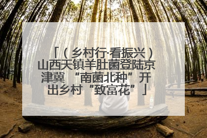 （乡村行·看振兴）山西天镇羊肚菌登陆京津冀 “南菌北种”开出乡村“致富花”